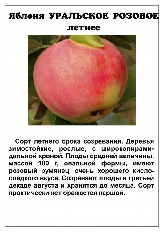 Яблоня Уральское розовое
