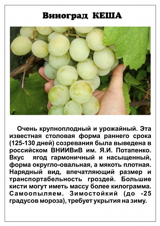 Виноград Кеша