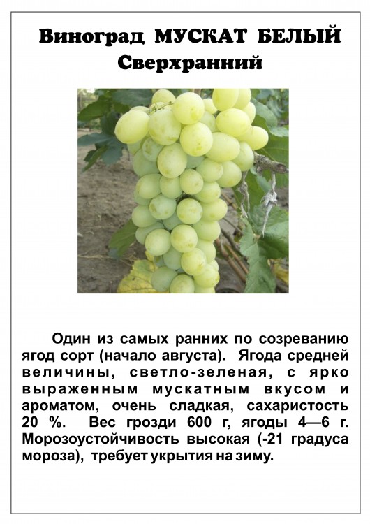 Виноград Мускат белый