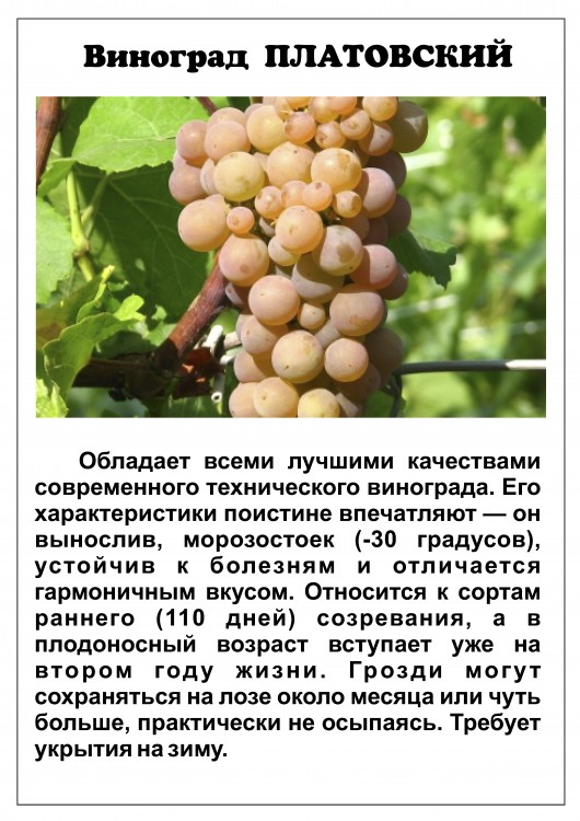 Виноград Платовский