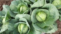 Капуста белокочанная СИБИРЯЧКА 60 (10 г.)