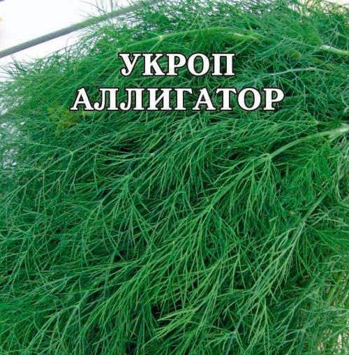 Укроп АЛЛИГАТОР (10 г.)
