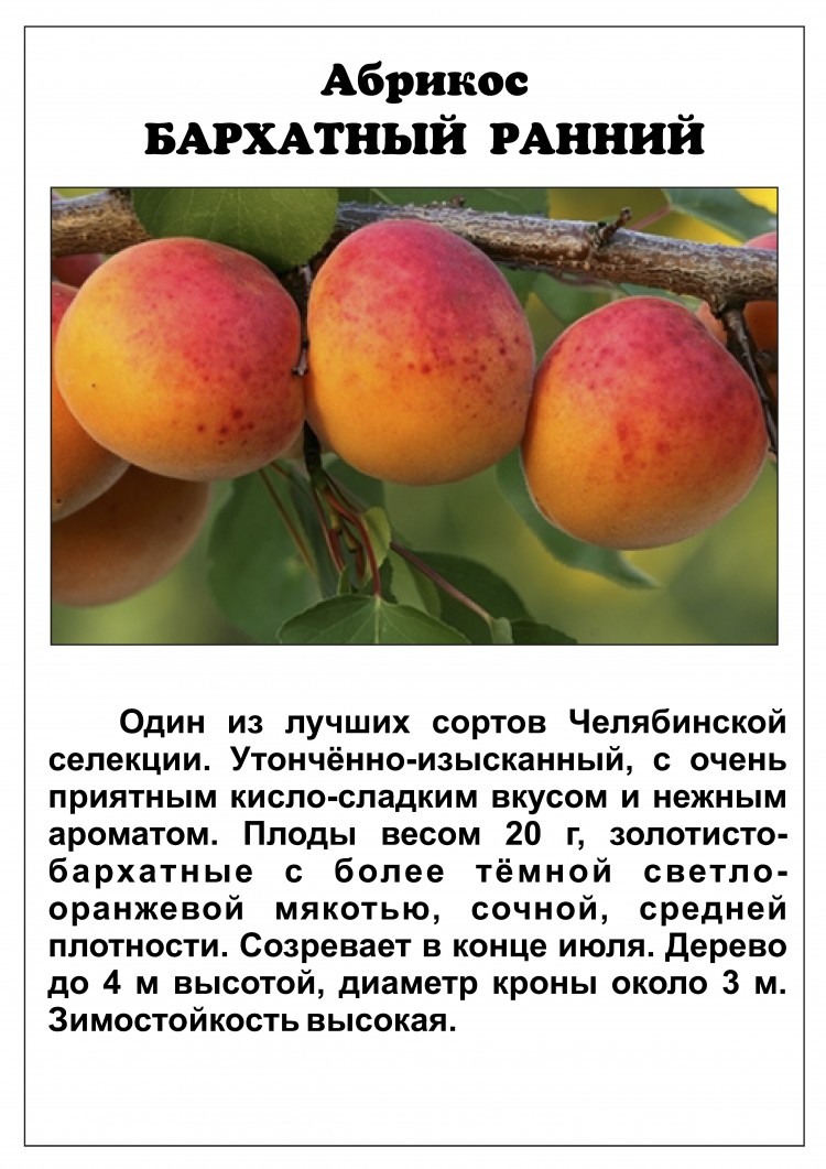 Какой сорт абрикоса лучше посадить