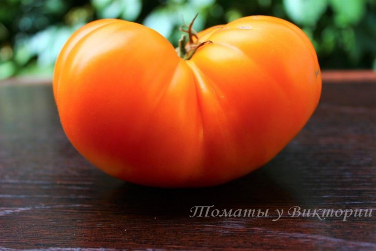Томат ГНОМ ХГО 10 шт.