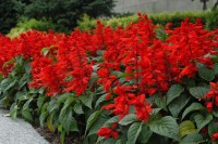 Сальвия СКАРЛЕТ красная сверкающая (10 г.)
