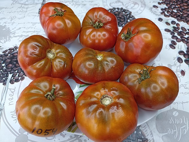 Томат ГНОМ Король Арамис 10 шт.