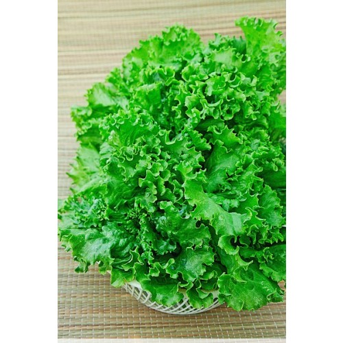 Салат полукочанный ОДЕССКИЙ КУЧЕРЯВЕЦ (10 г.)