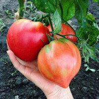 Томат БЫЧЬЕ СЕРДЦЕ КРАСНОЕ (10 г.)