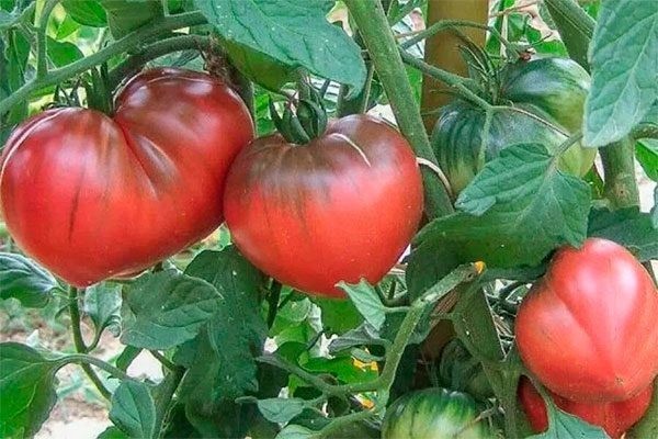 Томат ЧЕРНОЕ СЕРДЦЕ БРЕДА 10 шт.