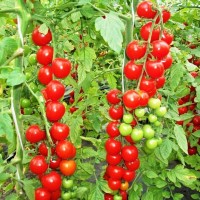 Томат черри КРАСНАЯ ГРОЗДЬ (10 г.)