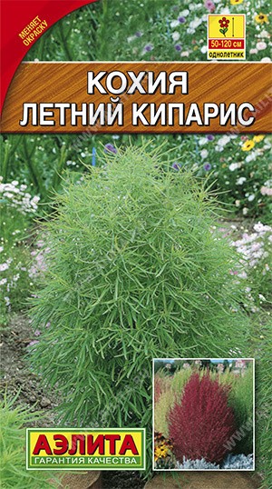 Кохия Летний кипарис, (Аэлита)