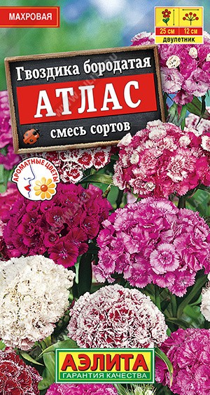 Гвоздика Атлас турецкая, 0,1 г. (Аэлита)