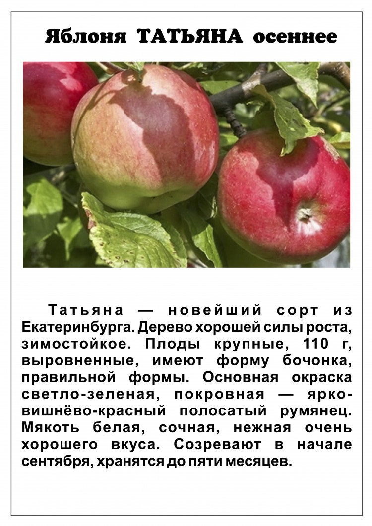Название яблонь с фото и описанием. Описание сортов яблок.