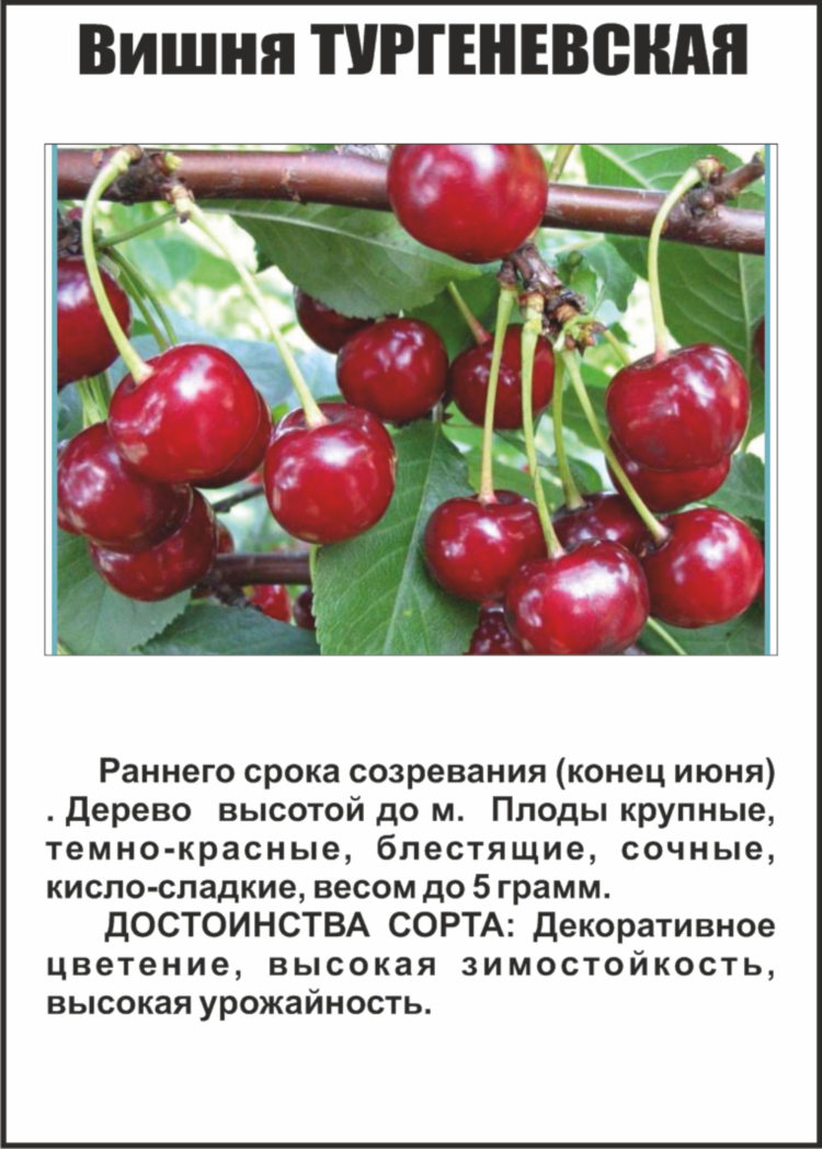 Сорт вишни тургеневка фото и описание сорта