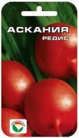 Редис Аскания, 2 г. (Сиб. сад)