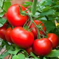 Томат ВОЛГОГРАДСКИЙ 5/95 (10 г.)