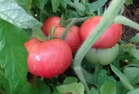 Томат ГИГАНТЕЛЛА РОЗОВАЯ (10 г.)