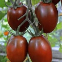 Томат ДЕ БАРАО ГИГАНТ ШОКОЛАДНЫЙ (10 г.)