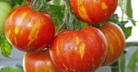 Томат КОНФЕТТИ ПОЛОСАТЫЙ (10 г.)