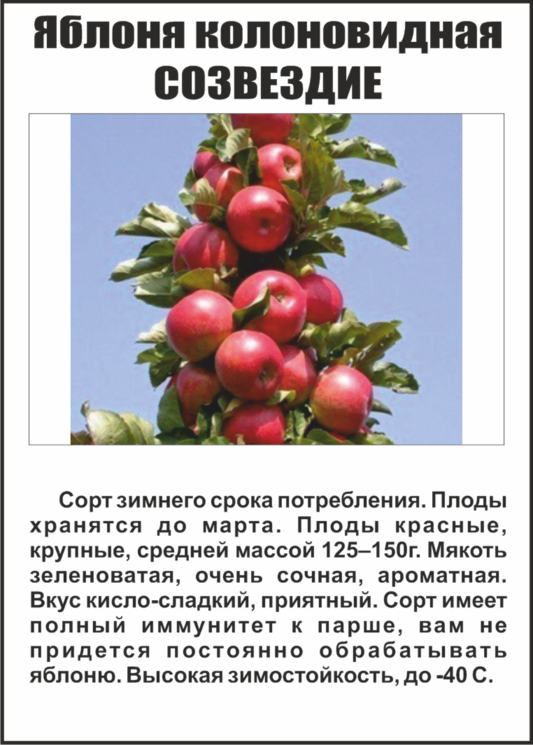 Сорт колоновидной яблони останкино фото и описание