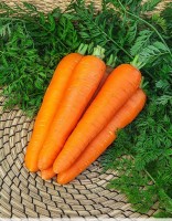 Морковь (РОТЕ РИЗЕН) КРАСНЫЙ ВЕЛИКАН (20 г.)