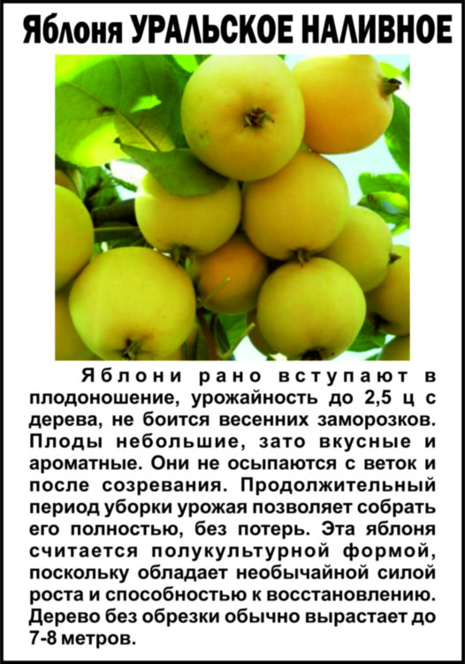 Яблоня Уральское наливное