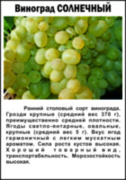 Виноград Солнечный