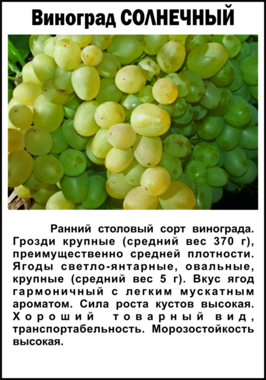 Виноград Солнечный