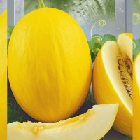 Дыня ТАМАНСКАЯ (20 г.)