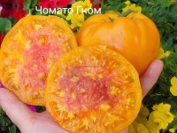 Томат ГНОМ Чомато 10 шт.