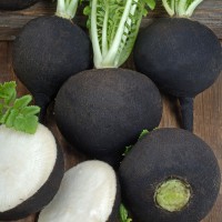 Редька ЧЕРНАЯ ЗИМНЯЯ КРУГЛАЯ (20 г.)