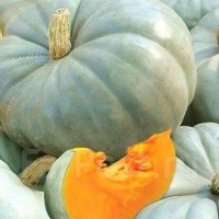 Тыква ЗИМНЯЯ СЛАДКАЯ (20 г.)