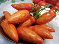 Томат ГНОМ Каменистый ручей перцевидный 10 шт.