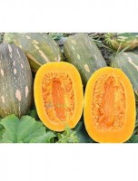 Тыква ВИТАМИННАЯ (20 г.)