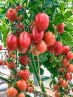 Томат РАЙСКИЕ СВЕЧИ (10 г.)