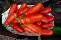 Томат АУРИЯ КРАСНАЯ 10 шт.