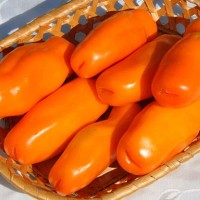 Томат АУРИЯ ОРАНЖЕВАЯ 10 шт.