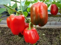 Перец сладкий КАЛИФОРНИЙСКОЕ ЧУДО, (10 г.)
