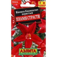 Ипомея Квамиклит Пламя страсти (Аэлита)
