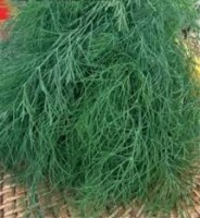 Укроп КУСТОВОЙ (10 г.)