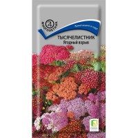 Тысячелистник Ягодный взрыв, 10 шт. (Поиск)