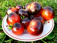 Томат ЧЕРНИКА 10 шт.