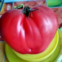 Томат Розовый мед 20 шт. (Сиб. сад)