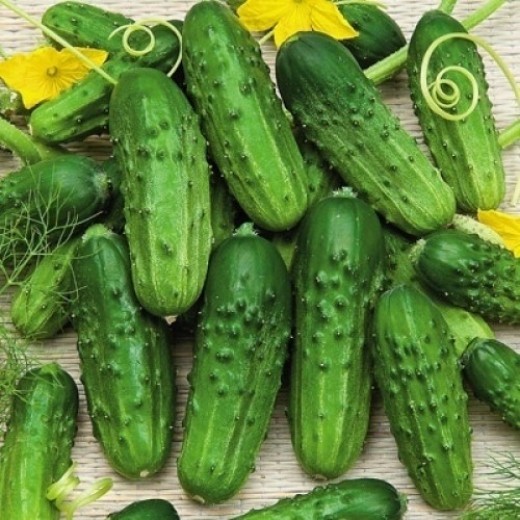 Огурец НЕЖИНСКИЙ (10 г.)