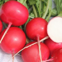 Редис ЗАРЯ (20 г.)