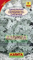 Цинерария Серебристо-снежныя (приморская) (Аэлита)