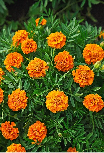 Бархатцы, Брахикома